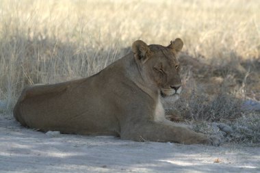 Afrika 'da çölde dinlenen bir aslan..