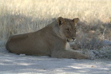 Vahşi doğada dişi aslan.