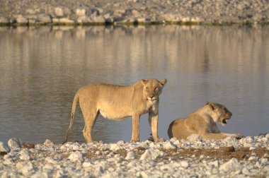 Sudaki gölün arka planında su olan genç beyaz bir aslanın yakın plan çekimi.