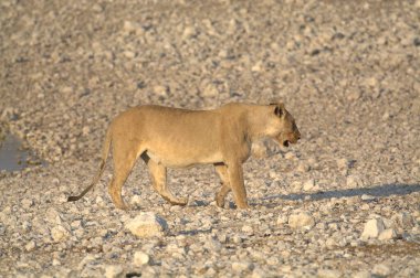Genç dişi keçi (caperra capellus) çölde, nehir kenarında, yol kenarında, İsrail