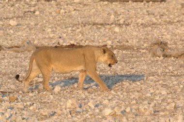 young lions in the savannah, africa