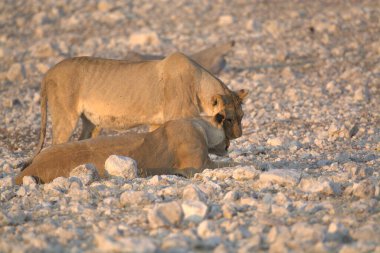 Namibya 'daki Etoşa Milli Parkı' nda genç bir aslan.