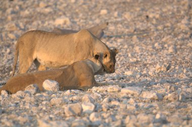 Etoşa Milli Parkı, Namibya, Afrika 'da genç vahşi aslan (panthera leo) )