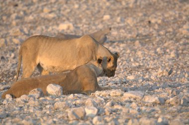 Annesiyle birlikte dişi bir aslan yavrusu.