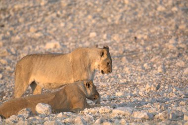 Aslan yavrusu anne ve yavrusuyla