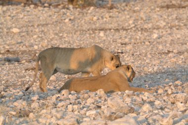 Çölde vahşi bir aslan