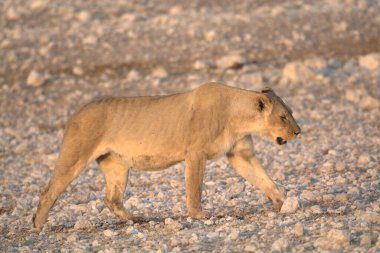Çölde genç bir yaban domuzu