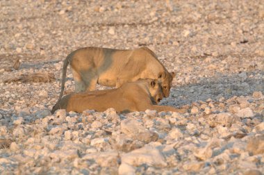 Etoşa 'daki aslan yavrusu.