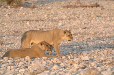 Annesiyle birlikte genç bir aslan yavrusu.