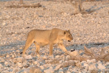 Namibya 'da Etoşa' da aslan