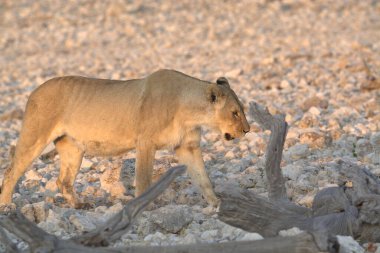 Afrika bozkırlarında vahşi beyaz antilop