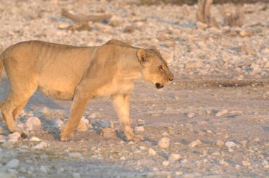Etoşa Ulusal Parkı 'nda, Namibya' da kumların üzerinde yürüyen aslan.