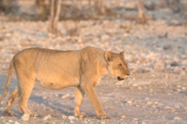 Çölde yürüyen vahşi bir aslan.