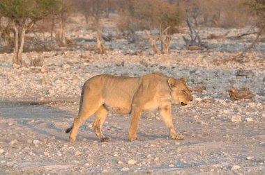 Etoşa namibya aslanı