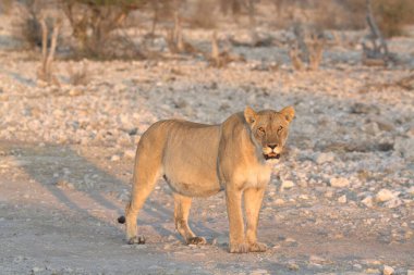 Etoşa Ulusal Parkı 'nda yürüyen aslan.