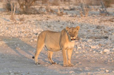 Bir dişi aslan bozkırda