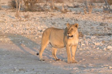 Vahşi Afrika aslanı, Panthera Leo