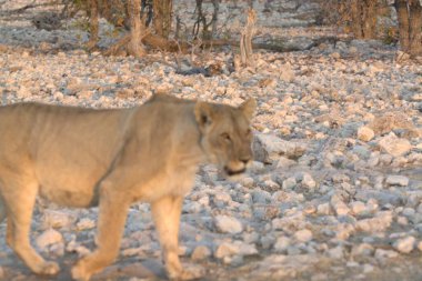 Çöldeki beyaz bir aslanın güzel bir görüntüsü.