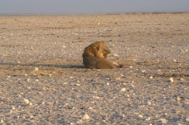 Etoşa Ulusal Park Namibya 'da Afrika aslanı.