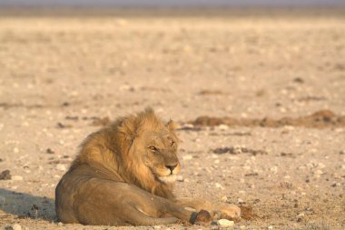 Çölde dinlenen aslan, namibya