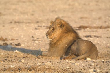 Çölde bir erkek aslan.