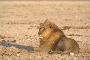 Namibya 'da Etoşa' da aslan