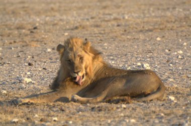 Kenya savanındaki Afrika aslanı.