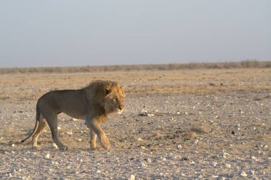 sha sha ulusal parkında aslan, sha sha sha etosha ulusal parkında, namibya, afrika.