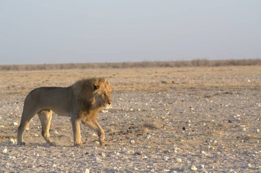 Kuru kum tepeciğindeki vahşi Afrika aslanı