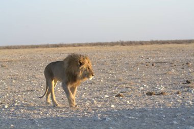 Kuru topraklarda yürüyen beyaz bir aslan