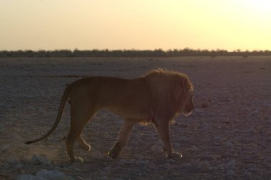 Savanadaki vahşi Afrika aslanı.