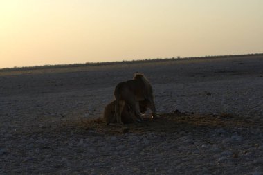 Gün batımında aslan, etosha, namibya