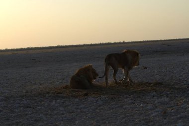 Kenya savanındaki çölde bir aslan.