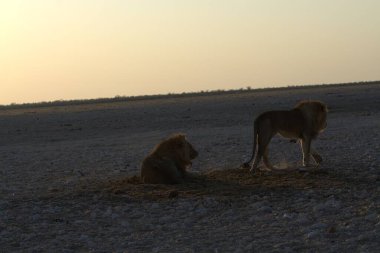 Afrika savanasındaki aslanlar, savana hayvanları.