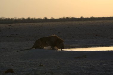 Aslan etkin, Namibia