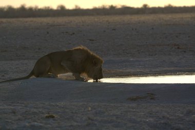Namibya 'da Etoşa' nın suyunda bir aslan