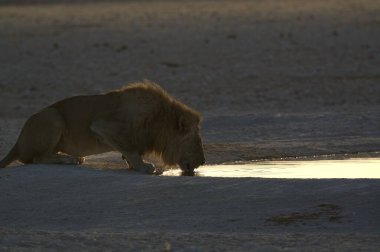 Zimbabwe savanındaki aslan.