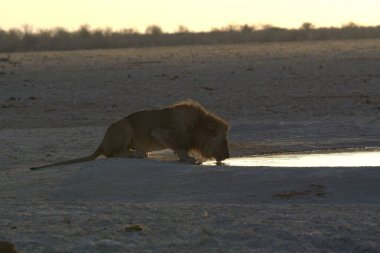 african lion in the water