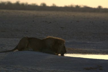 Etoşa Ulusal Parkı 'ndaki su birikintisinde aslan var.