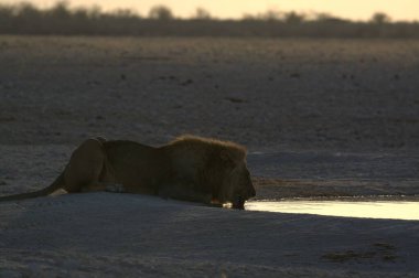Afrika, Namibya 'da Etoşa' daki bir delikten aslan içme suyu.