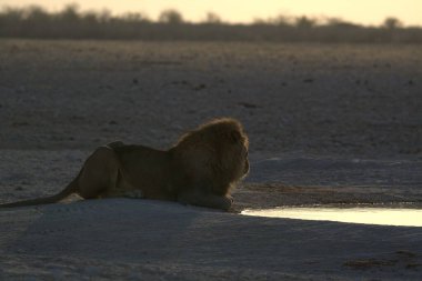 Etoşa Ulusal Parkı 'nda suyun kenarında, Namib, Namibya' da.
