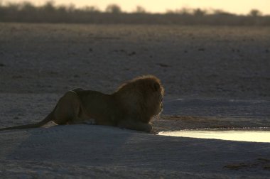 Kenya savanındaki aslan