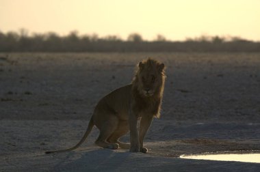 Aslan savana üzerinde