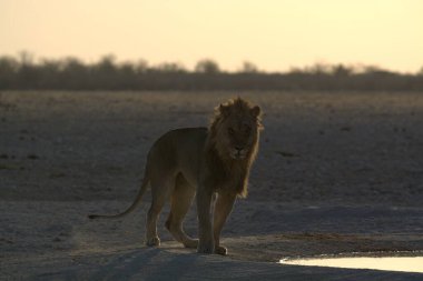 Namibya 'daki Etoşa Milli Parkı' nda bir aslan.