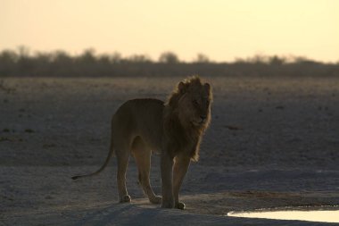 Savanadaki bir aslanın güzel bir resmi.