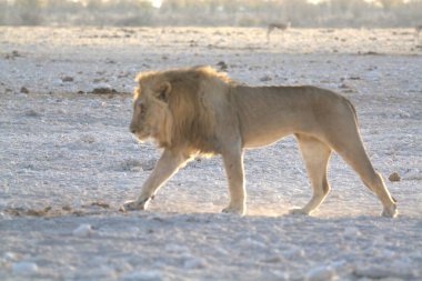 Afrika, Namibya savanındaki aslan