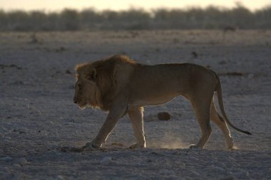 Namibya savanındaki aslan