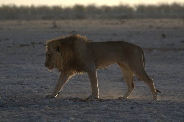 Genç bir erkeğin kumlu arka planda beyaz bir aslanla güzel bir görüntüsü.