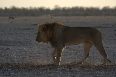 Namibya 'daki Etoşa Milli Parkı' nda aslan.