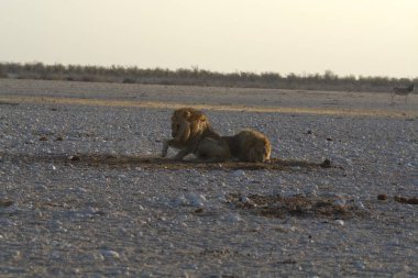 Kenya savanındaki aslan